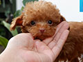 Sale 5 Cute Puppies Toy Poodle