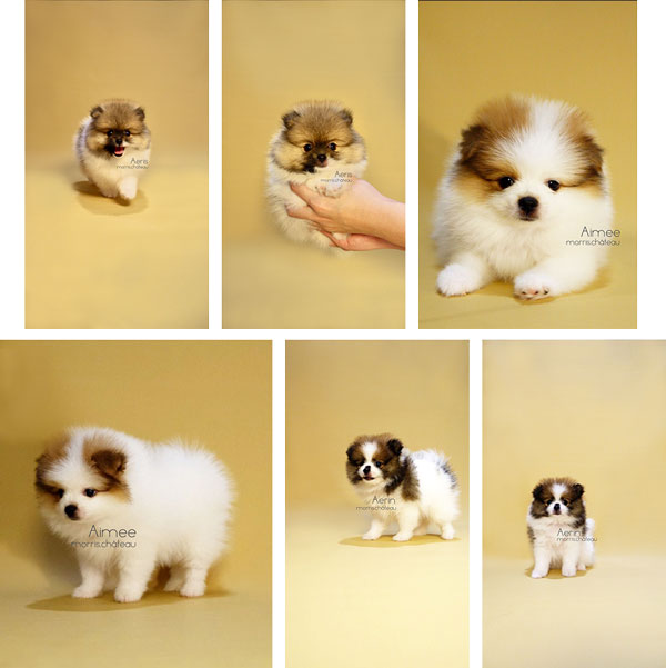 Mini Pomeranian