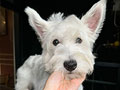 Jual Anakan Westie