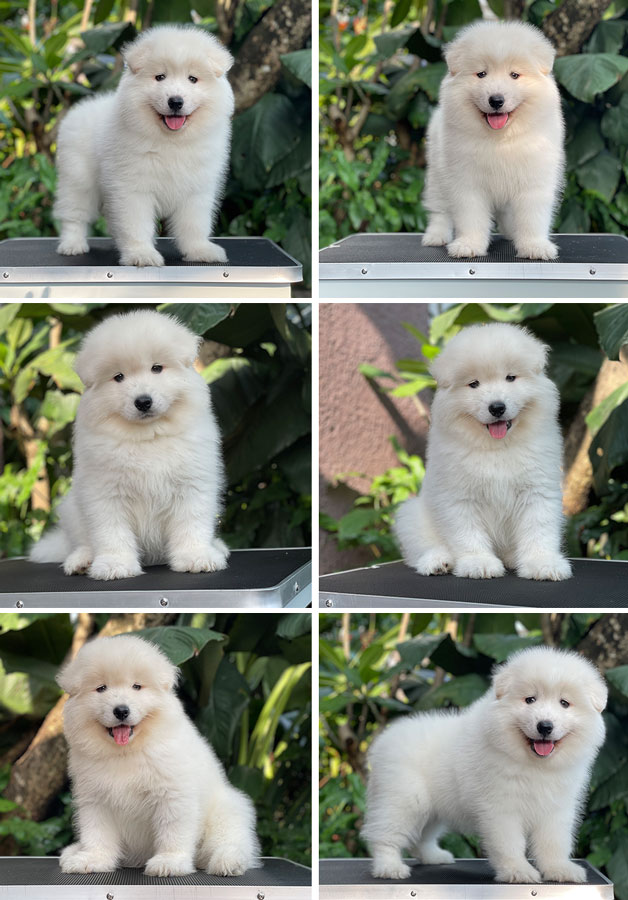 For Sale Puppy Female Samoyed