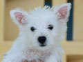 Ready Anakan Westie (West Highland White Terrier)