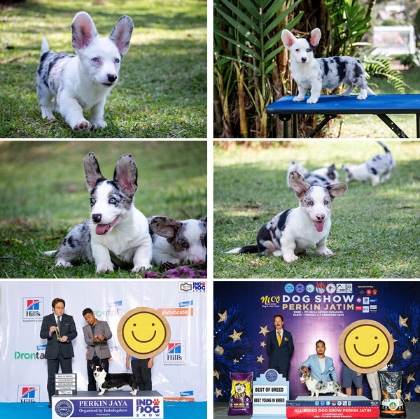 First in Indonesia, Cardigan Welsh Corgi