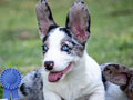 First in Indonesia, Cardigan Welsh Corgi