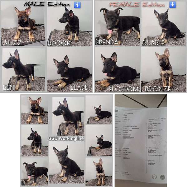 GSD Herder Workingline