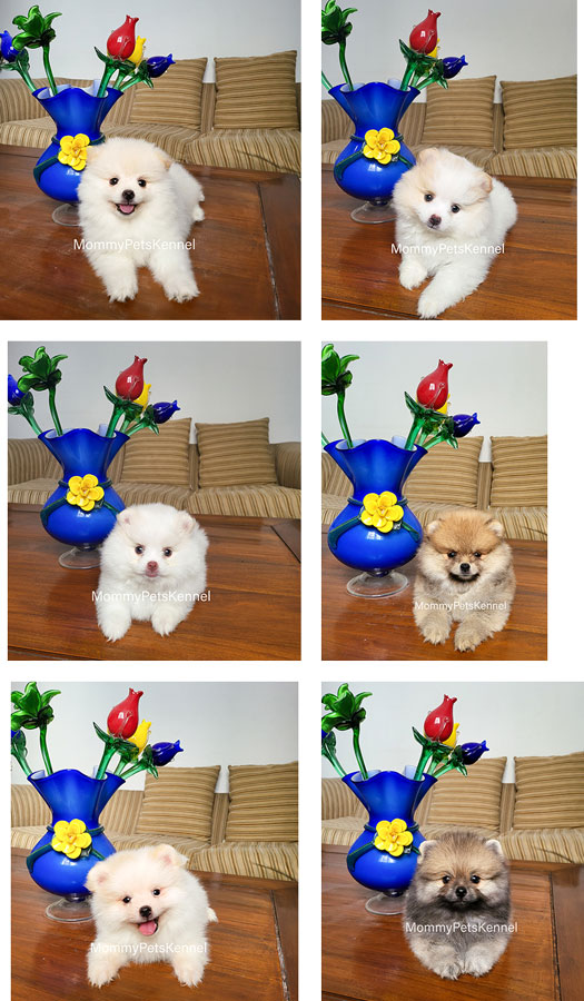 Dijual Mini Pomeranian Termurah