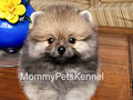 Dijual Mini Pomeranian Termurah