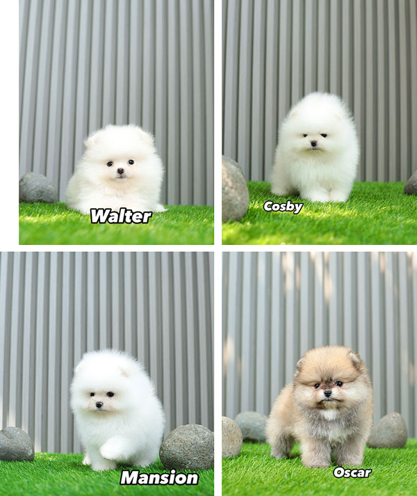 Jual 4 Ekor Pomeranian Puppies Istimewa