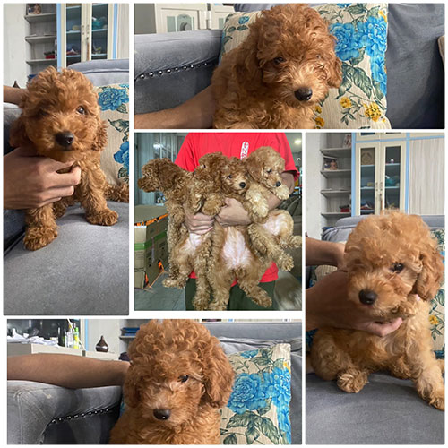 Jual 4 EKor Poodle Betina Rp.1 Juta