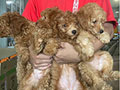 Jual 4 EKor Poodle Betina Rp.1 Juta