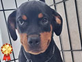 Dijual Puppy Rotweiler Betina