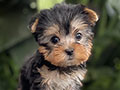 For Sale Puppy Teacup Male Female Yorkshire Terrier