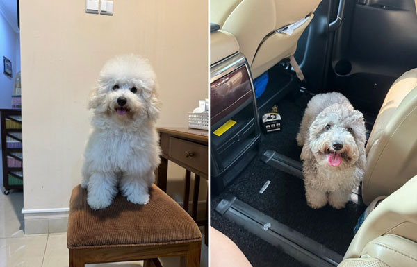 Jual Poodle Setengah Hibah