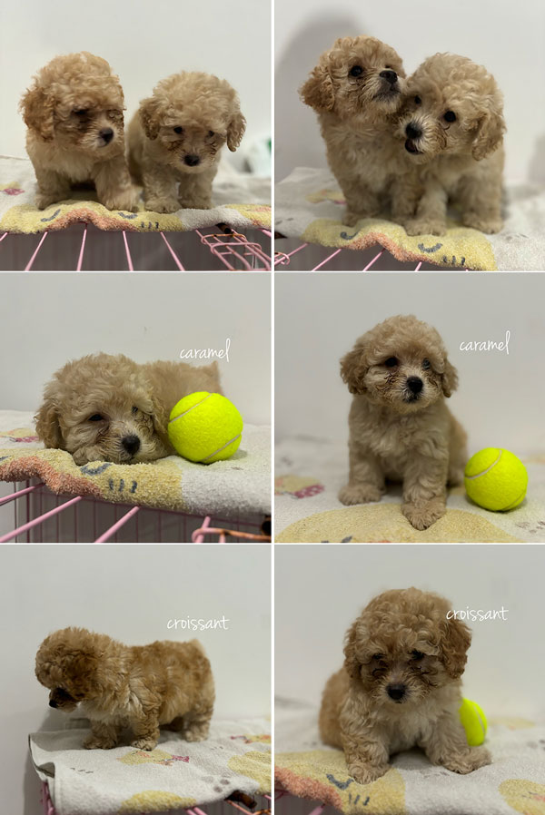 Jual Tiny Fawn Poodle Puppies - 1,5 Bulan