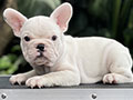 For Sale Puppy Male Female French Bulldog