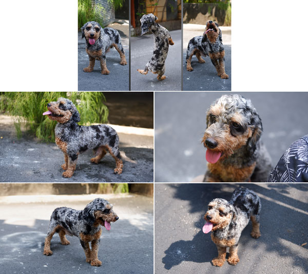 Exotic Poodle Merle & Tan