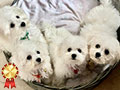 Available 4 Male Bichon Frise Full Breed 
