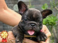 Jual Anakan French Bulldog