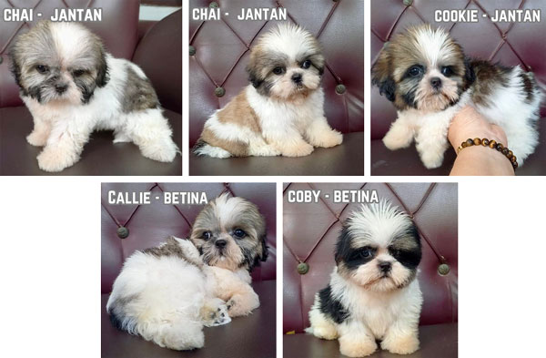 Jual Puppy Shih Tzu Tricolor High Quality
