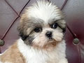 Jual Puppy Shih Tzu Tricolor High Quality