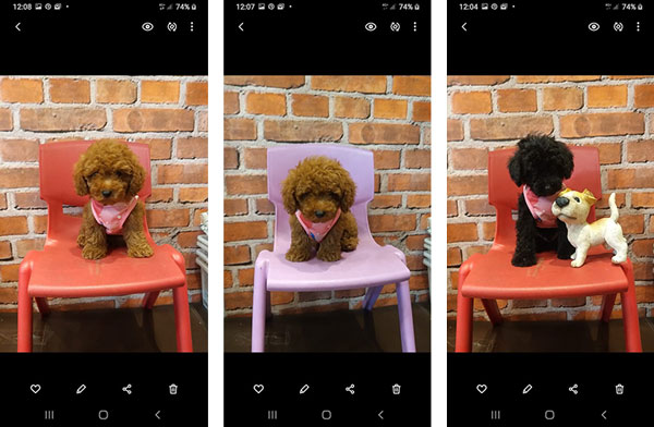 Tiny Toy Poodle Super Murah