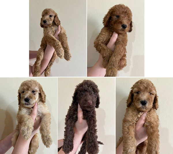 Jual Anakan Standart Poodle Murah Berkualitas 