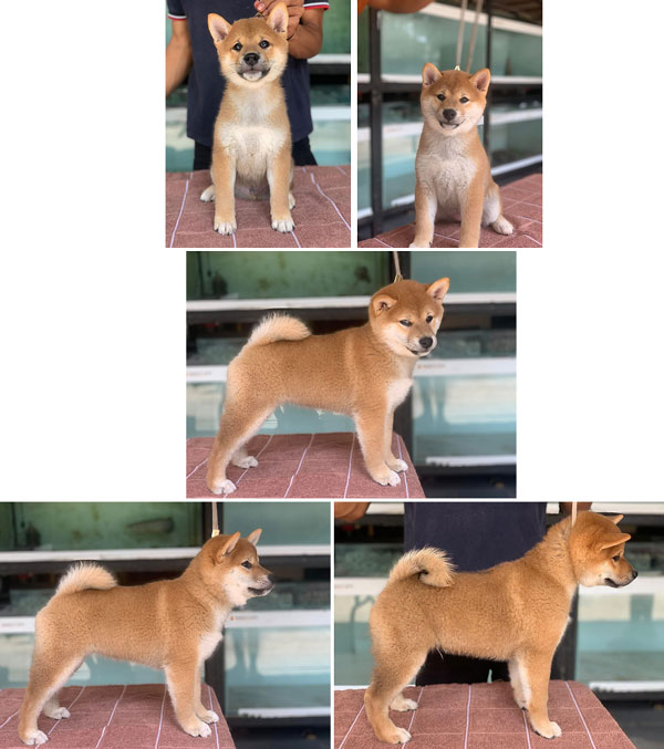 High Quality Shiba Inu