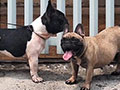 Dijual Pejantan Muda - French Bulldog