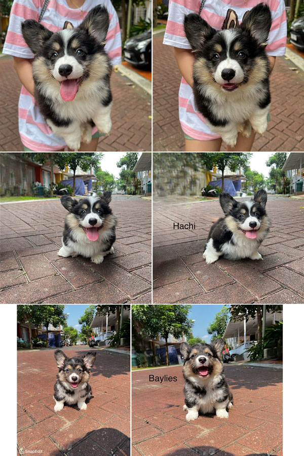 Available 2 Male Welsh Corgi