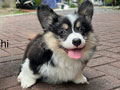 Available 2 Male Welsh Corgi