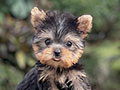 For Sale Puppy Teacup Female Yorkshire Terrier