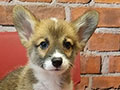 Jual Anakan Pembroke Welsh Corgi