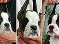 Jual 3 Anakan Boxer Show Quality