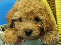 Tiny Toy Poodle