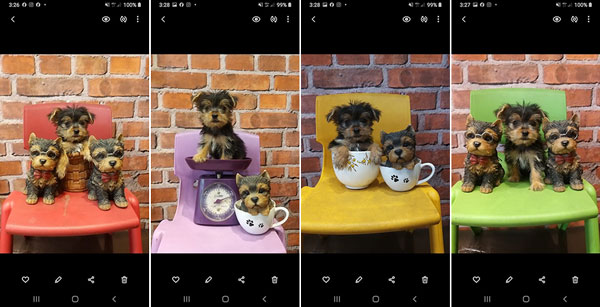 Dijual Yorkhire Terrier Puppies