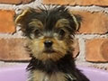 Dijual Yorkhire Terrier Puppies