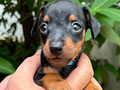 Miniature Pinscher Good Quality