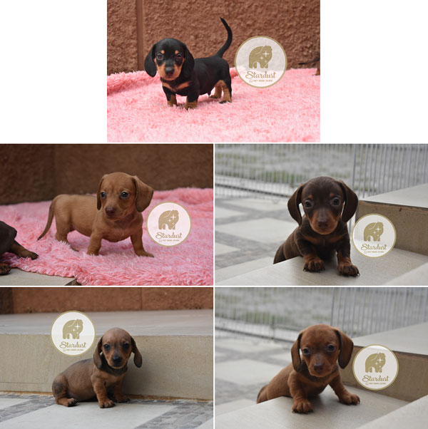 Dijual Anakan Mini Dachshund