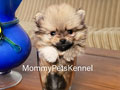 Jual Mini Pomeranian Termurah
