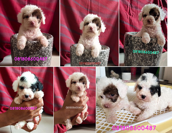 Party Tiny Toy Poodle MurMer Berkualitas