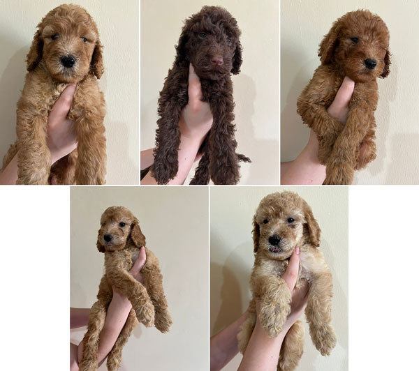 Dijual Cepat Anakan Standard Poodle Murah