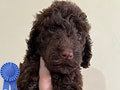 Dijual Cepat Anakan Standard Poodle Murah