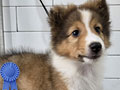 For Sale Beautiful Sheltie