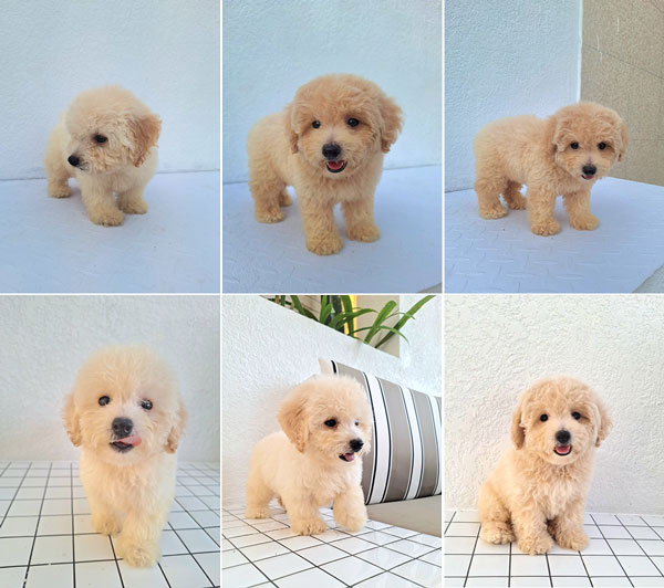 Puppy Toy Poodle Female Apricot
