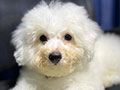  Jual Cepat Anak Bichon Indonesia