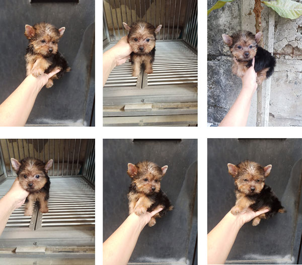 Dijual Yorkie Teacup
