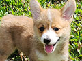 For Sale Pembroke Welsh Corgi Show Quality