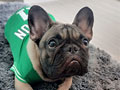 Dijual French Bulldog Betina Rp.5 Juta