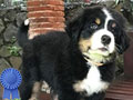 For Sale 6 Bernese Puppies