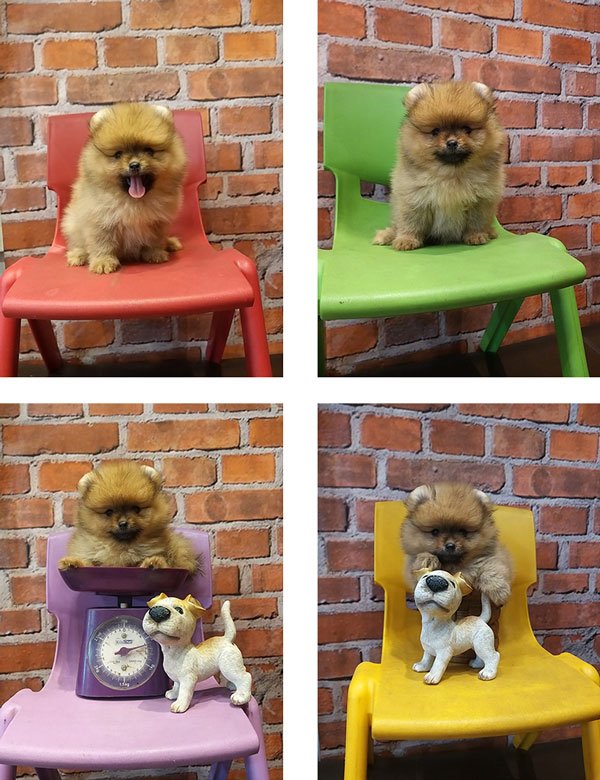 Jual Pom Supermini Murah
