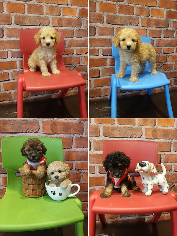 Jual Poodle Diskon 50%